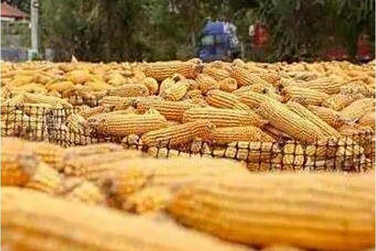 西红柿又不生长的苗如何解决？