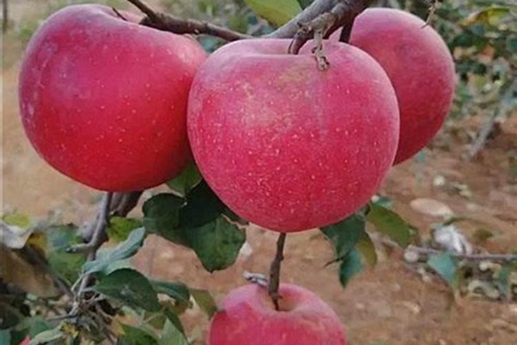 苹果用矿源黄腐酸钾有什么用