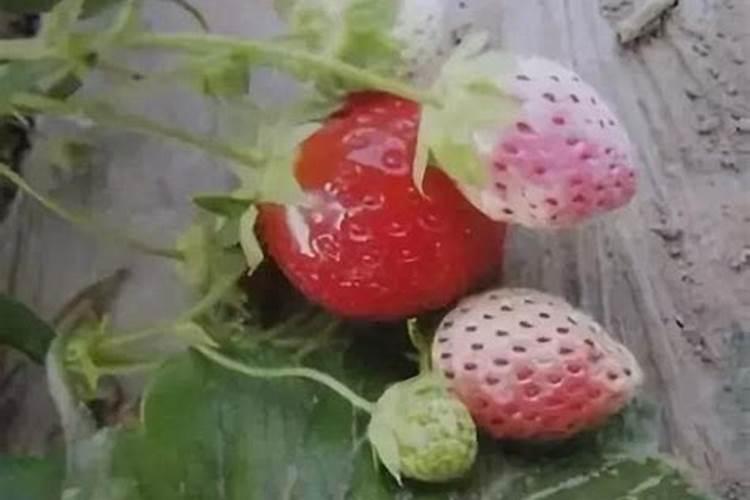 草莓苗期肥害该怎么解决