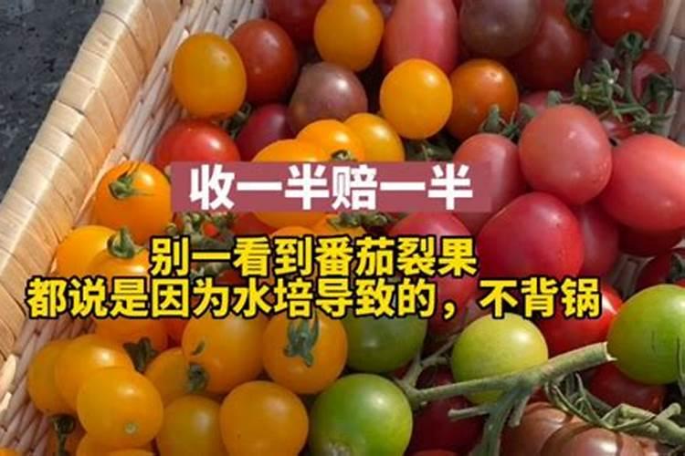 小番茄的需肥特性和施肥要点及肥料选择
