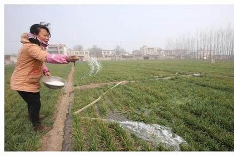种麦子用什么复合肥好