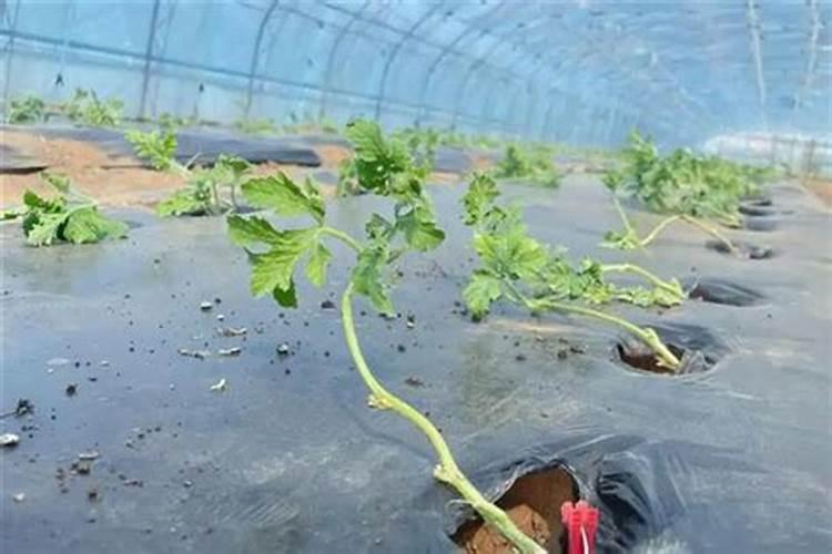 西瓜用中量元素肥一亩地用多少