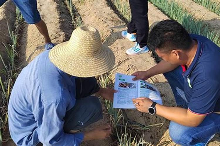 为什么要打叶面肥？很多人以为是激素,不敢吃打过叶面肥的蔬菜