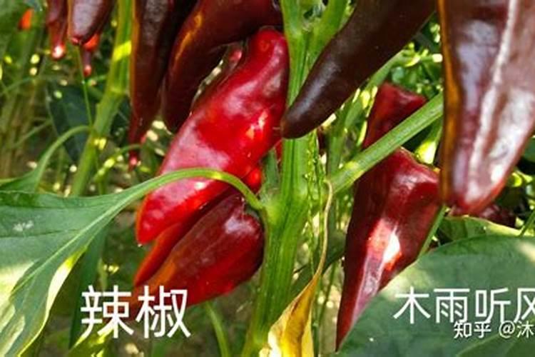 辣椒增红喷什么药