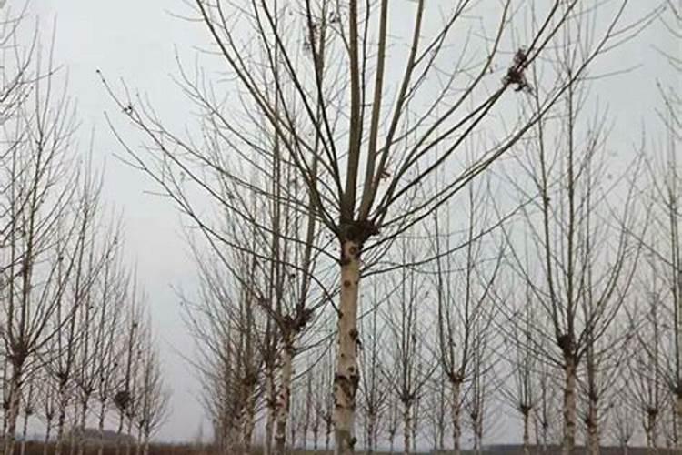 15公分银杏最新价格,每株350～600元左右