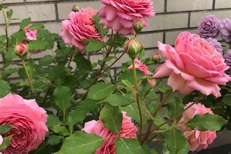 月季夏季施肥时间和方法