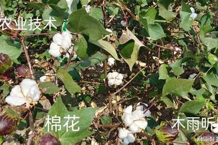 棉花后期需要什么肥料