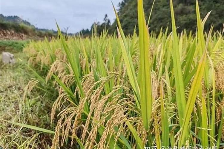 水稻苗期用什么肥