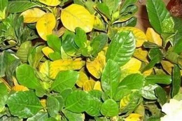 栀子黄叶掉花苞？这么养,绿得流油,立马开爆盆!