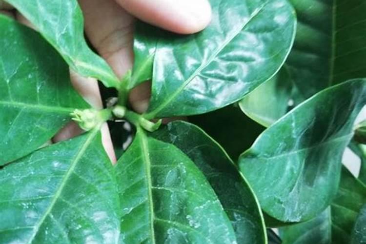 栀子花黄叶怎么办？注意这4点,叶片绿油油,还能促进开花