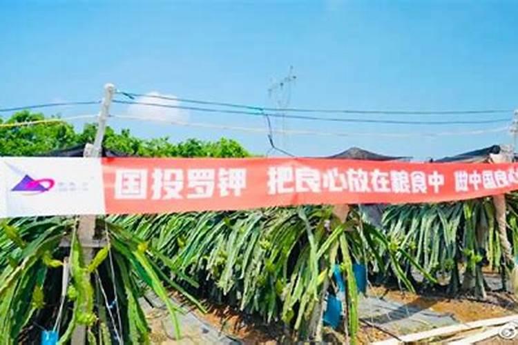 硫酸钾肥料适合种什么