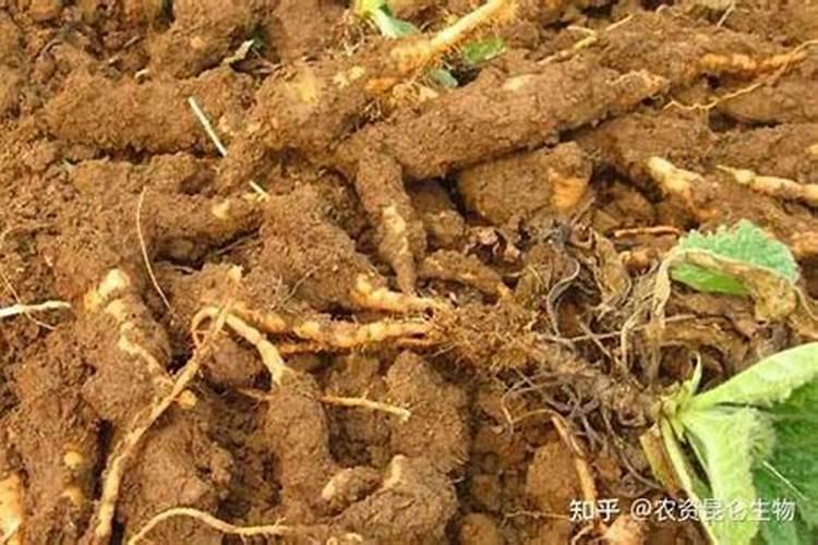 地黄的本田施肥有哪些技术？
