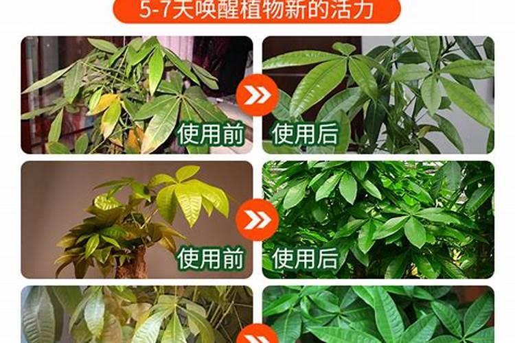 发财树多久施一次肥 施什么肥最好