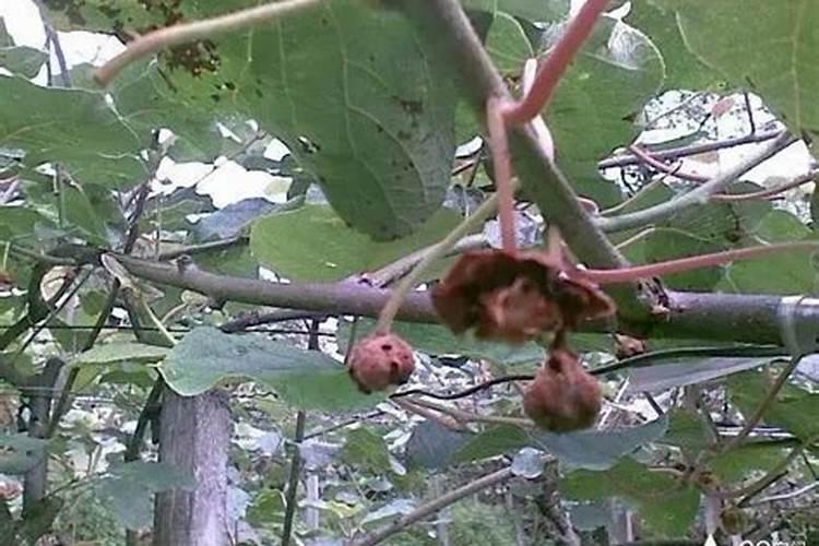 猕猴桃花腐病用什么药防治？