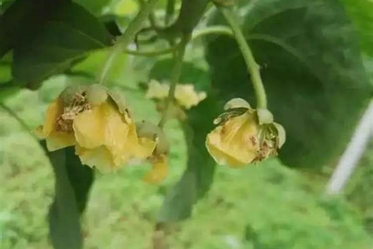 猕猴桃花腐病用什么药防治