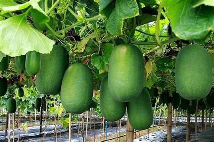 一棵冬瓜秧留几个瓜