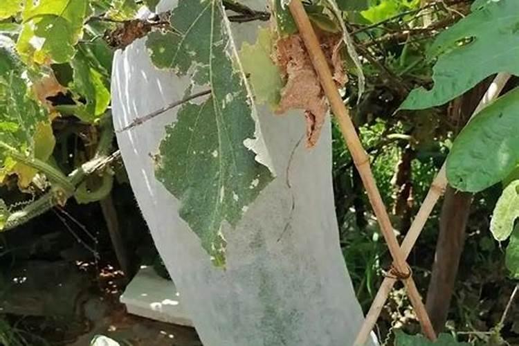 冬瓜喜欢什么肥料