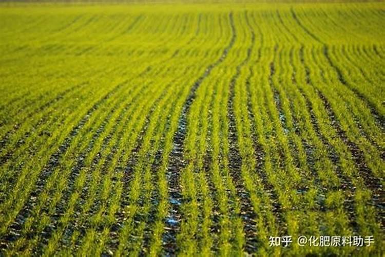 树木防护林会阻挡大风导致雾霾吗