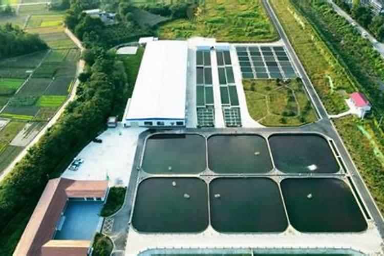 如何治疗水稻白叶枯病