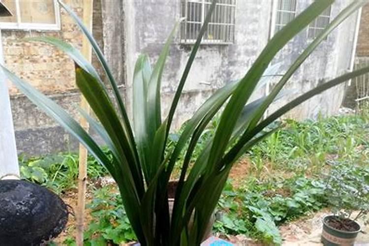 墨兰用什么肥料