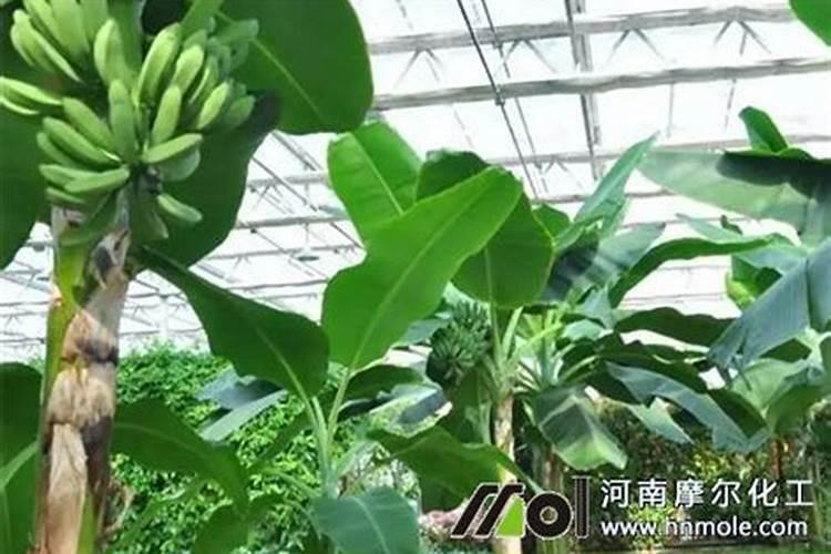种植香蕉用喜满地水溶肥怎么样呢？