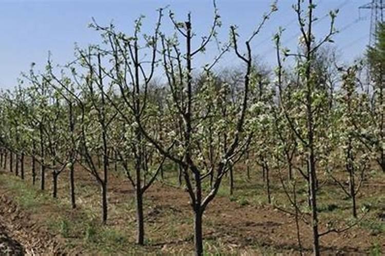 梨树七月用什么肥料好