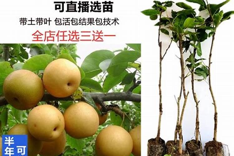 沙梨树有哪些需肥特点？