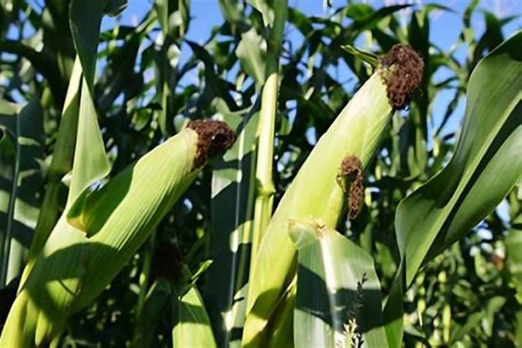 玉米6到9喷叶面肥有什么作用