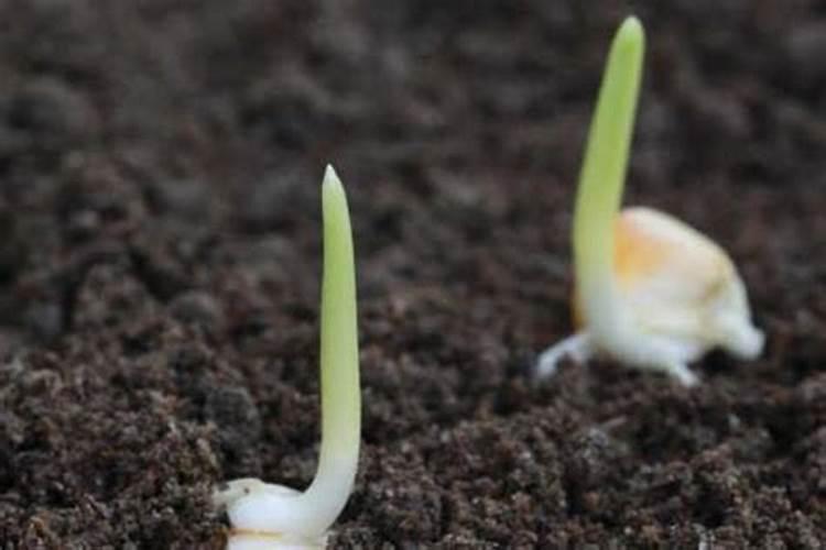 玉米什么时候打叶面肥好 使用方法有哪些