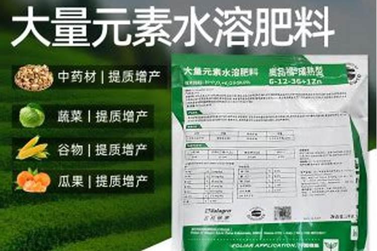 种的西红柿为什么不红？