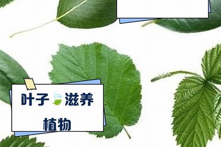 一串红黄叶子应加什么肥