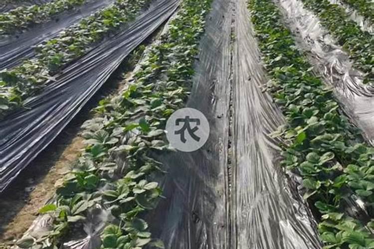 甜宝草莓花期是否可以冲施高磷肥？