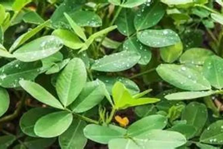 花生施肥能用尿素吗