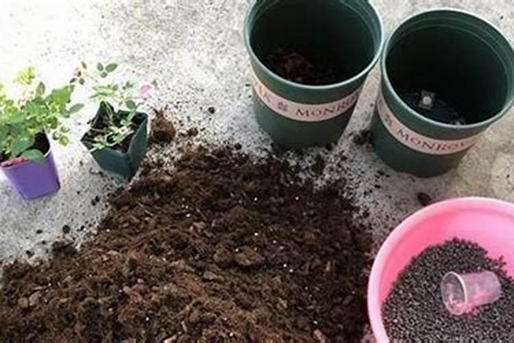 月季移栽多久施肥 月季移植后应当何时施肥？
