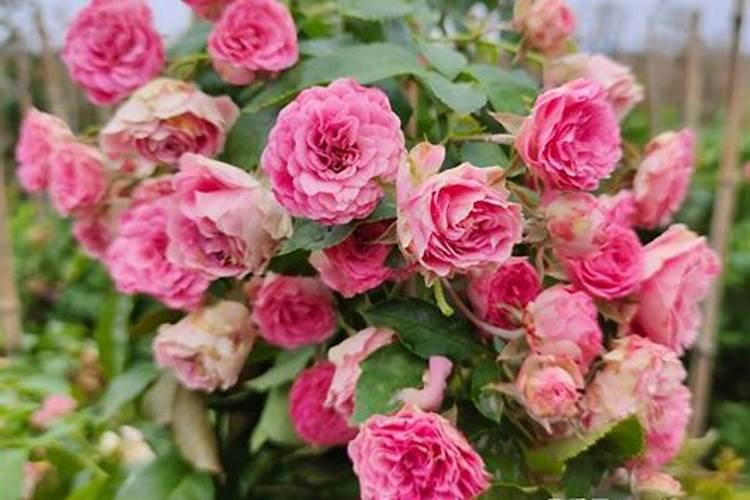 月季花多久施肥一次何时施肥如何施肥