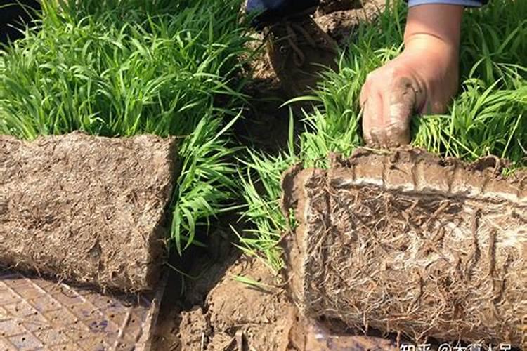 化肥外面的包衣是什么原料