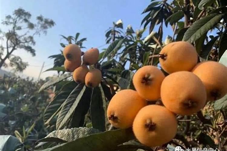 枇杷挂果后可以施硼肥吗？