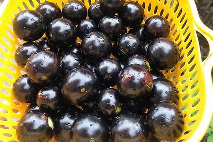 嘉宝果如何施肥