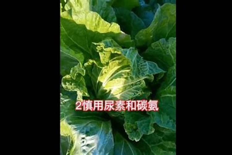 包菜种植的方法