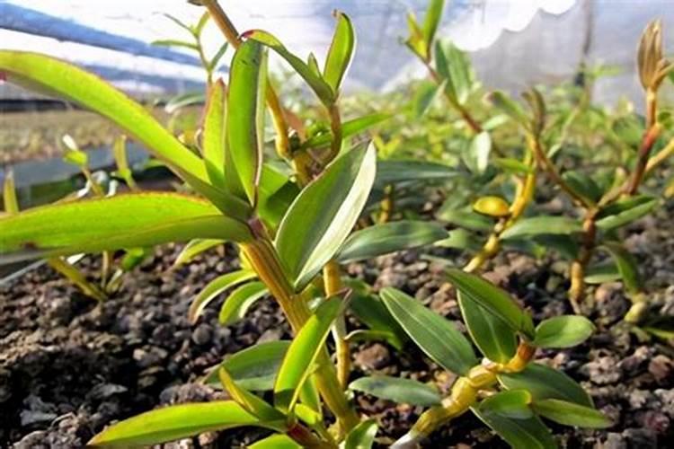 罗汉果种植用肥？