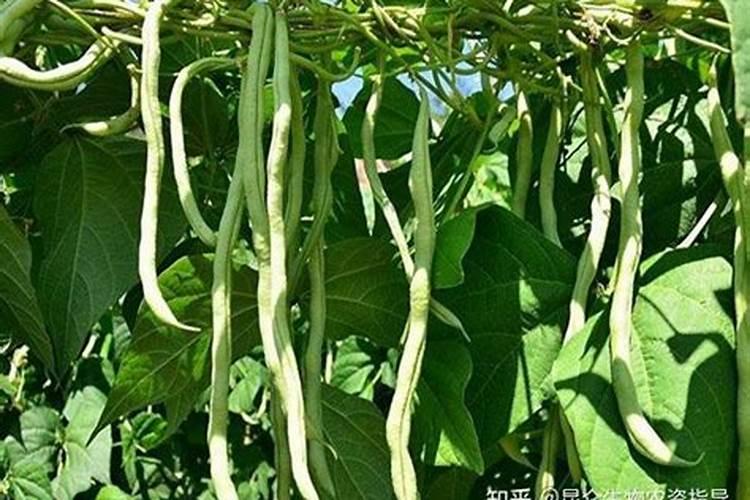豆角开花结荚期施什么肥水好