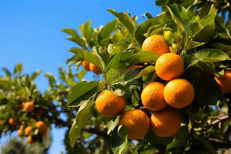 橙子树六月膨果可以施过磷酸钙吗？