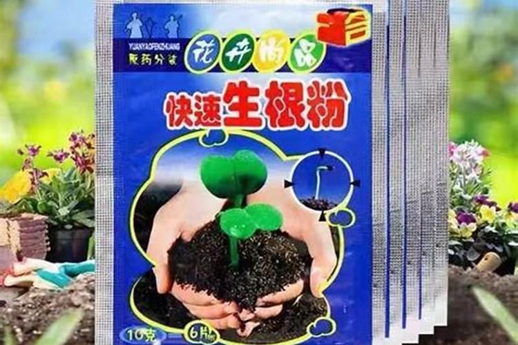 煤渣种多肉的正确方法 出现烂根的现象