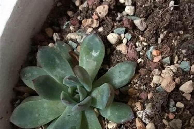 多肉花肥制作与使用方法