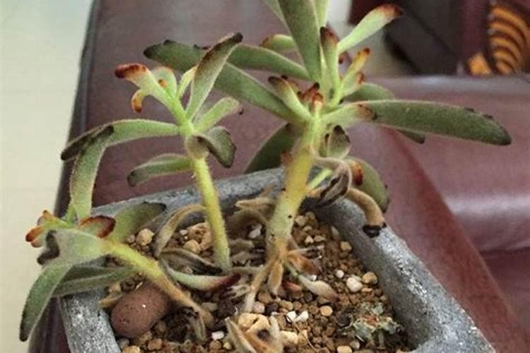 怎么浇水都不用担心烂根,只要你这样配土