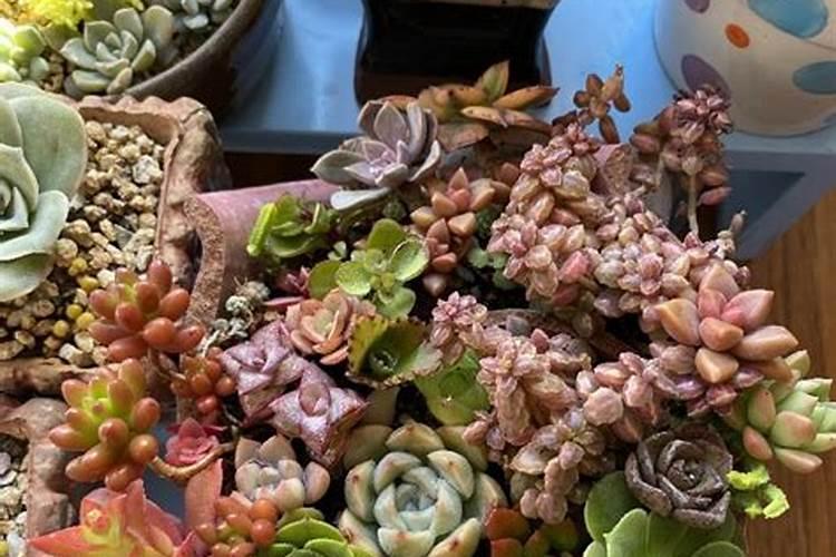 多肉植物要选择控释肥还是缓释肥