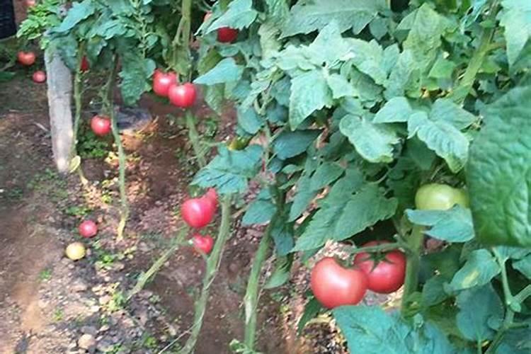 复合肥,硫基,尿基,硝基,氯基的区别是怎么区分