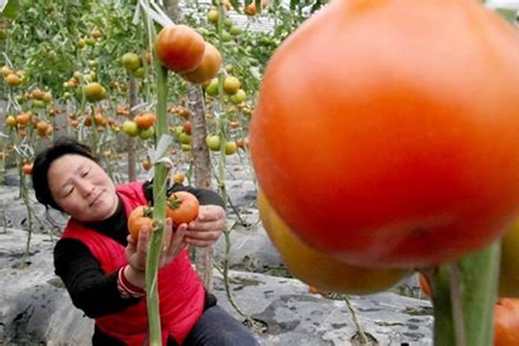 硝硫基复合肥施用需要注意哪些地方