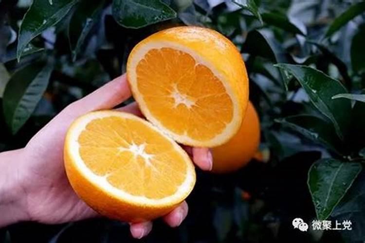 农广天地柑橘种植技术