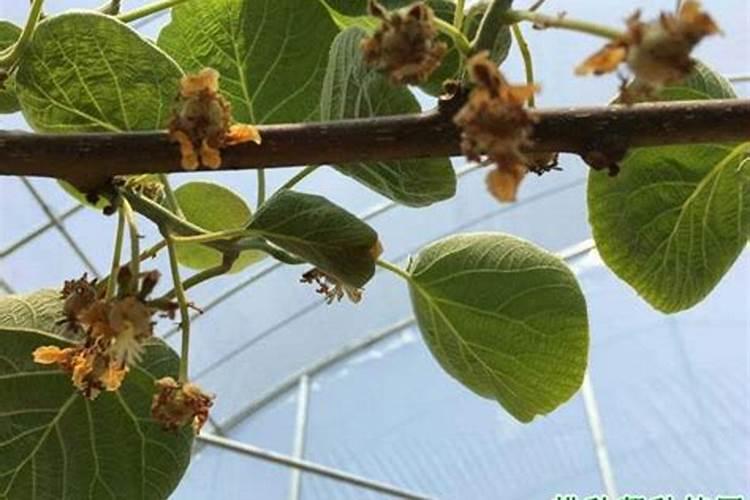 花腐病打什么药最好